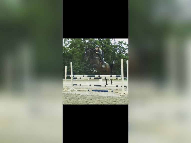 Deutsches Sportpferd Stute 18 Jahre 164 cm Brauner in Weilrod Deutsches Sportpferd Stute 18 Jahre 164 cm Brauner in Weilrod