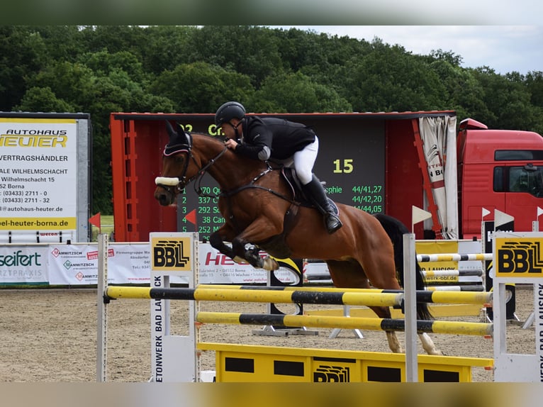 Deutsches Sportpferd Stute 18 Jahre 164 cm Brauner in Puschwitz