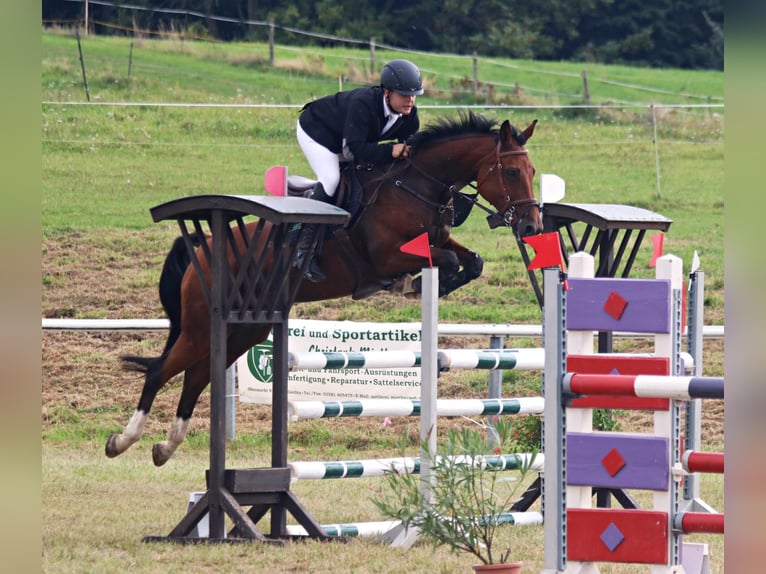 Deutsches Sportpferd Stute 18 Jahre 164 cm Brauner in Puschwitz