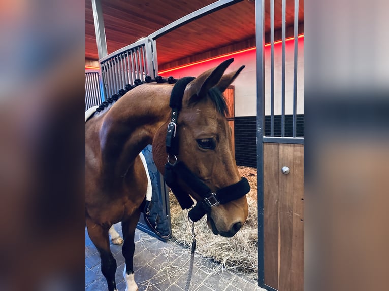 Deutsches Sportpferd Stute 18 Jahre 164 cm Brauner in Puschwitz
