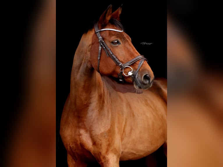 Deutsches Sportpferd Stute 18 Jahre 164 cm Brauner in Puschwitz