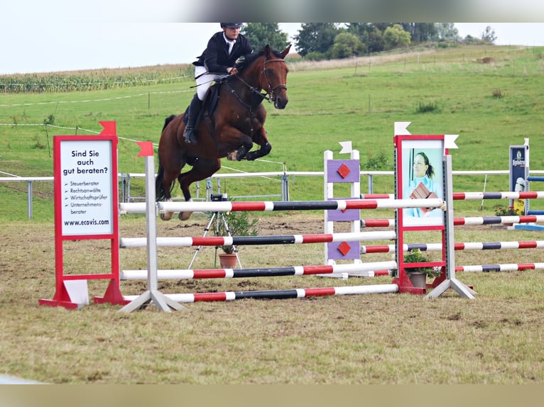 Deutsches Sportpferd Stute 18 Jahre 164 cm Brauner in Puschwitz