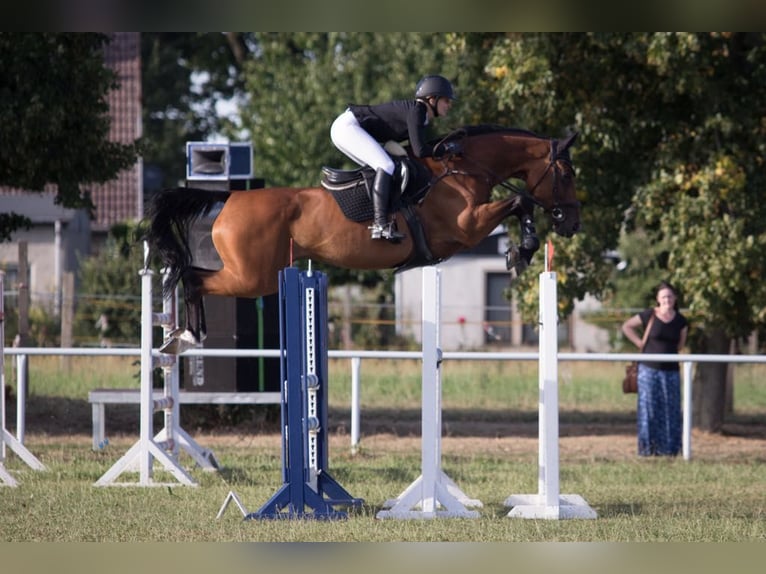 Deutsches Sportpferd Stute 18 Jahre 167 cm Brauner in Gablenz