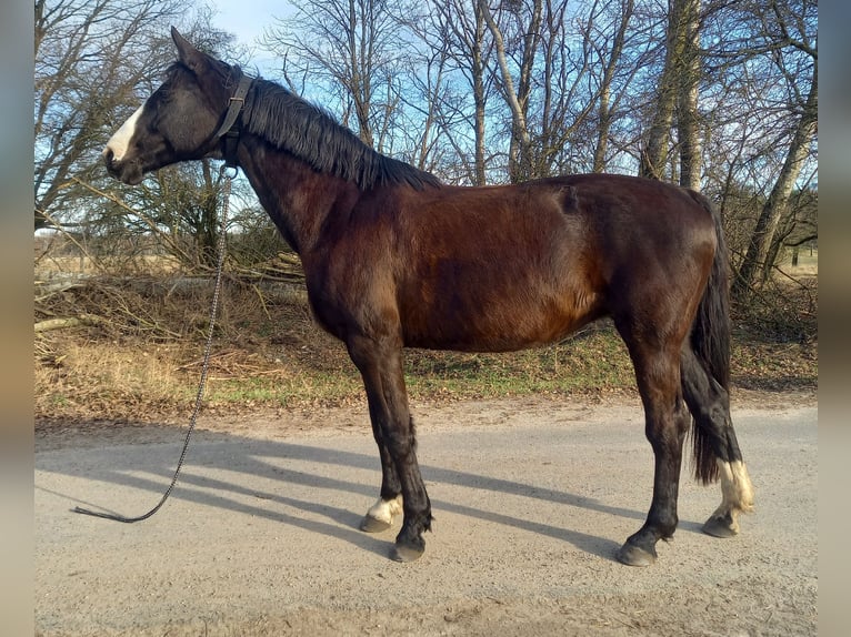 Deutsches Sportpferd Stute 18 Jahre 167 cm Rappe in Berlin