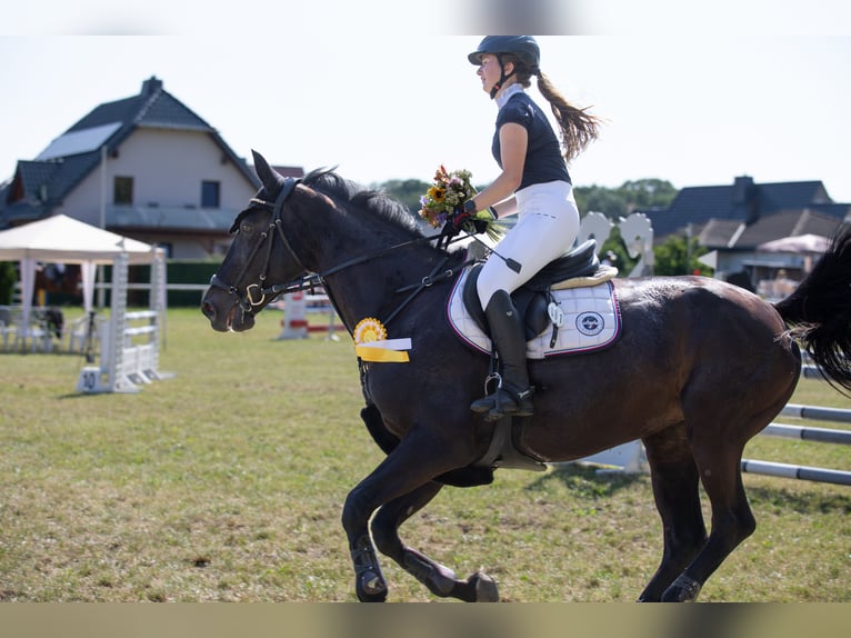 Deutsches Sportpferd Stute 18 Jahre 167 cm Schwarzbrauner in Frohburg