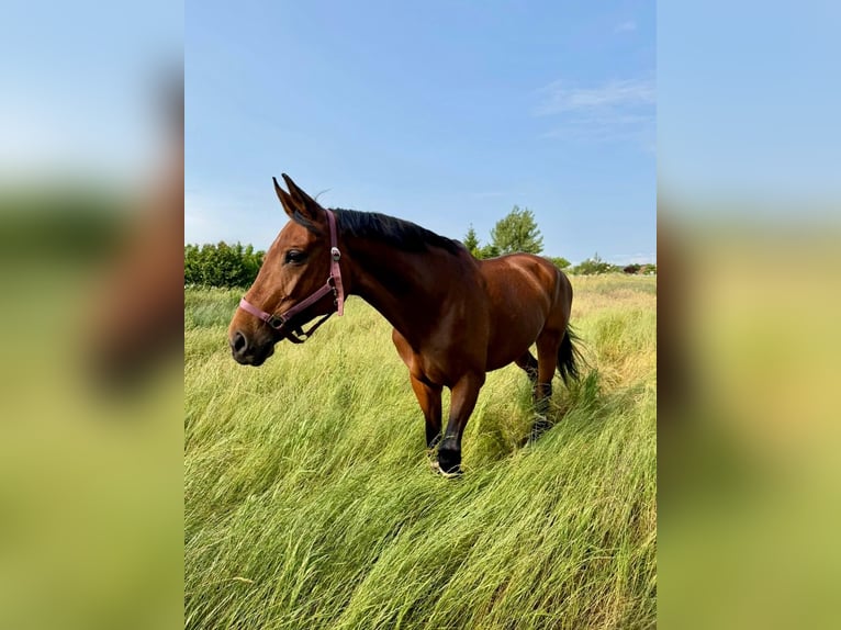 Deutsches Sportpferd Stute 18 Jahre 168 cm Brauner in Coswig