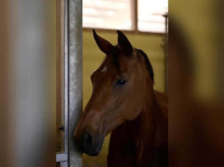 Deutsches Sportpferd Stute 18 Jahre 168 cm Brauner in Coswig