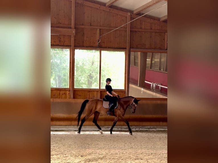 Deutsches Sportpferd Stute 18 Jahre 168 cm Brauner in Coswig