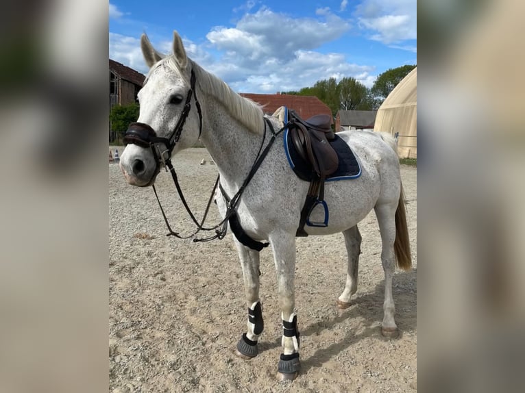 Deutsches Sportpferd Stute 18 Jahre 168 cm Schimmel in Schwedt/Oder