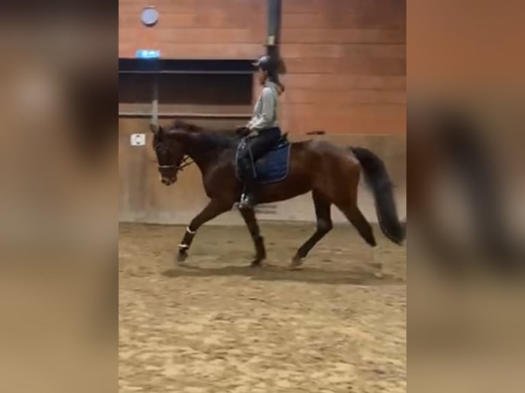 Deutsches Sportpferd Stute 18 Jahre 170 cm Brauner in Bocholt