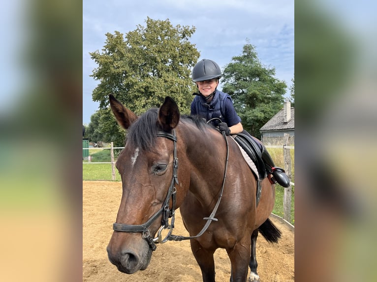 Deutsches Sportpferd Stute 18 Jahre 170 cm Brauner in Stralsund
