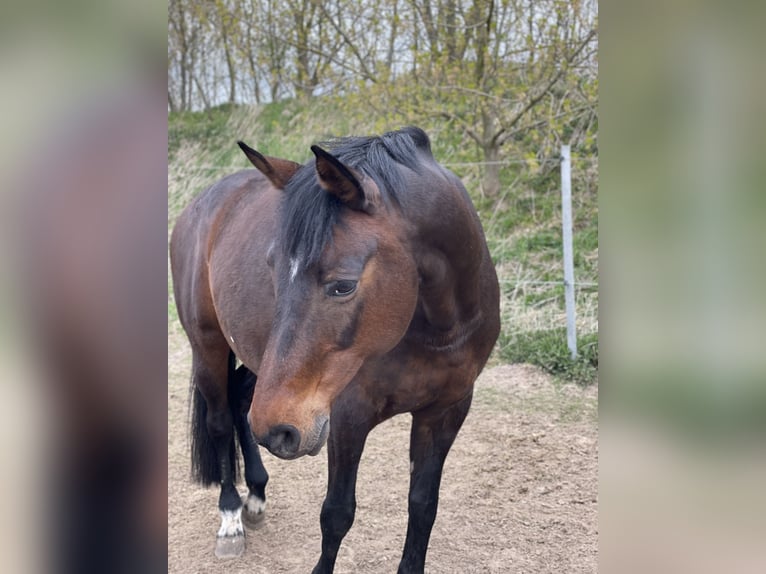 Deutsches Sportpferd Stute 18 Jahre 170 cm Brauner in Stralsund