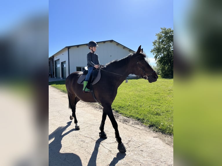 Deutsches Sportpferd Stute 18 Jahre 170 cm Brauner in Stralsund