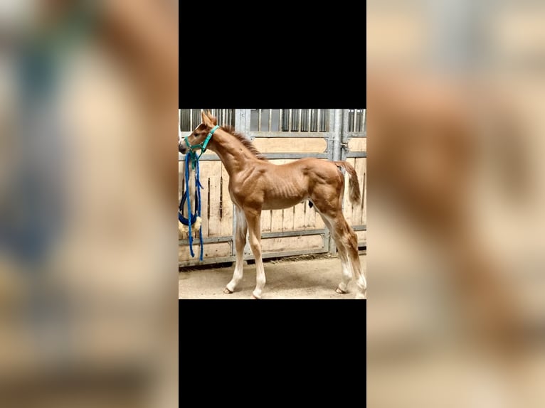 Deutsches Sportpferd Stute 18 Jahre in Lörrach