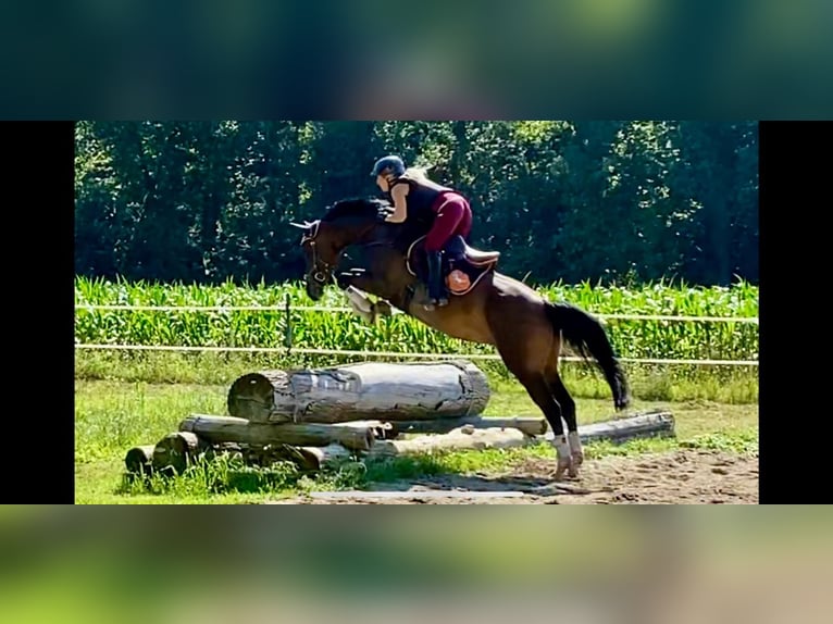 Deutsches Sportpferd Stute 18 Jahre in Lörrach