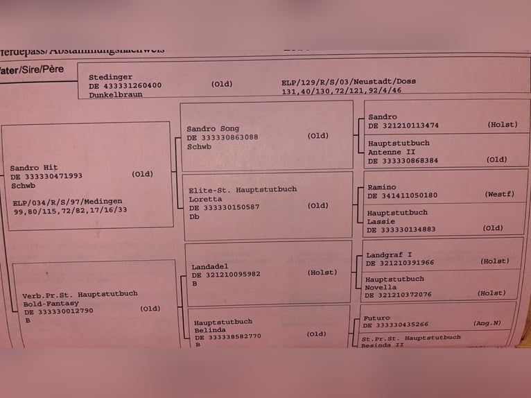 Deutsches Sportpferd Stute 18 Jahre in Lörrach