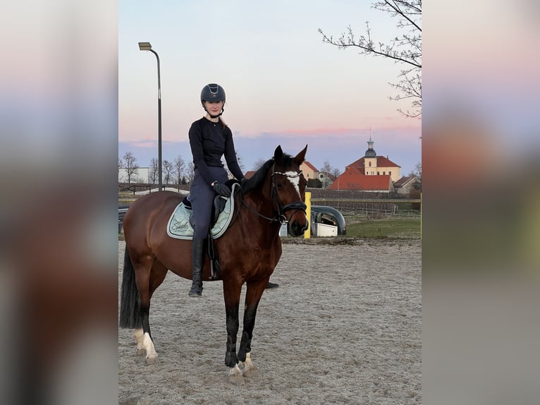 Deutsches Sportpferd Stute 19 Jahre 158 cm Brauner in Dresden