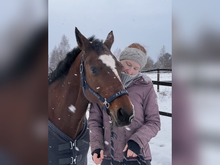 Deutsches Sportpferd Stute 19 Jahre 158 cm Brauner in Dresden