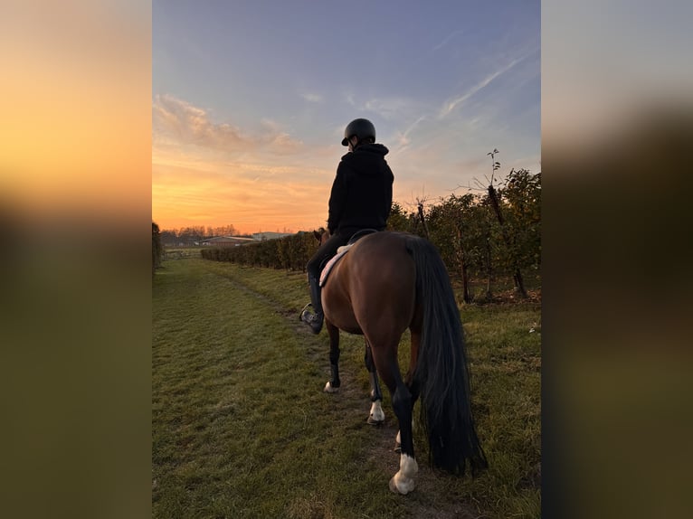 Deutsches Sportpferd Stute 19 Jahre 158 cm Brauner in Dresden