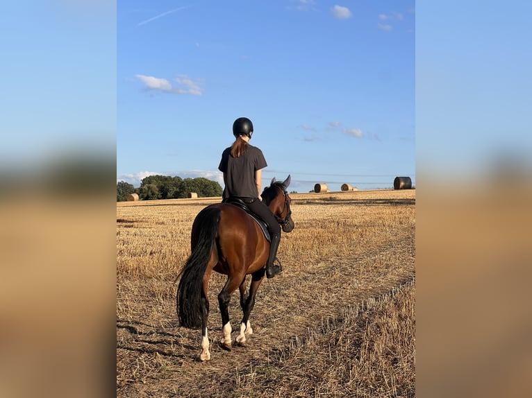 Deutsches Sportpferd Stute 19 Jahre 158 cm Brauner in Dresden