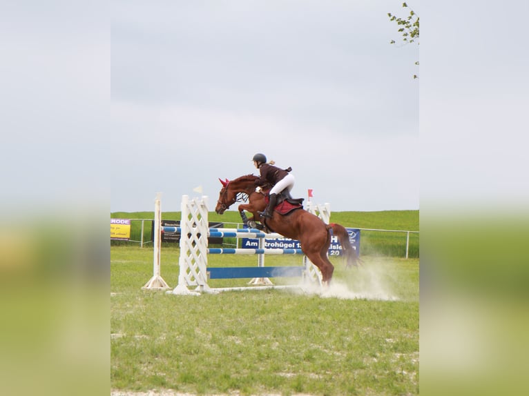 Deutsches Sportpferd Stute 19 Jahre 162 cm Fuchs in Schwittersdorf