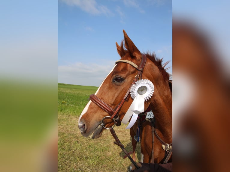 Deutsches Sportpferd Stute 19 Jahre 162 cm Fuchs in Schwittersdorf