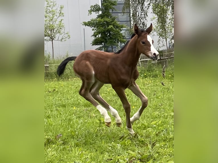 Deutsches Sportpferd Stute 19 Jahre 164 cm Dunkelbrauner in Tanna