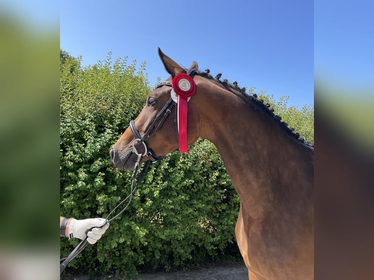 Deutsches Sportpferd Stute 19 Jahre 164 cm Dunkelbrauner in Tanna