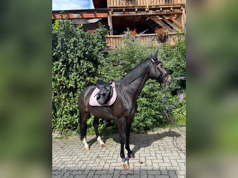 Deutsches Sportpferd Stute 19 Jahre 165 cm Brauner in Lohberg