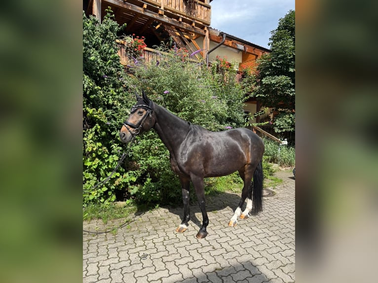 Deutsches Sportpferd Stute 19 Jahre 165 cm Brauner in Lohberg