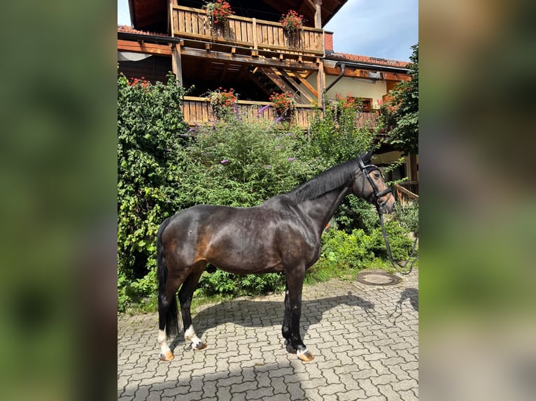Deutsches Sportpferd Stute 19 Jahre 165 cm Brauner in Lohberg