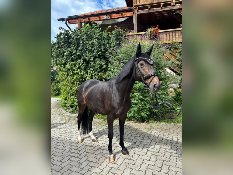 Deutsches Sportpferd Stute 19 Jahre 165 cm Brauner in Lohberg