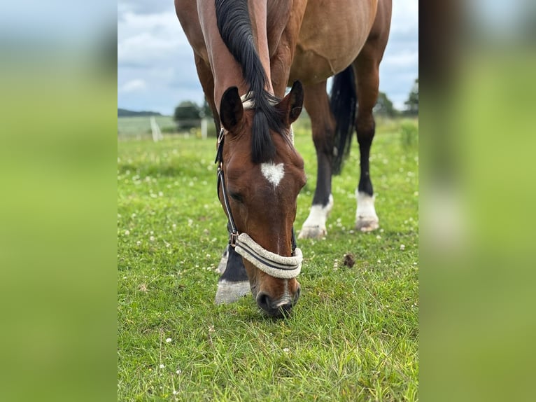 Deutsches Sportpferd Stute 19 Jahre 166 cm Brauner in Sohland am Rothstein