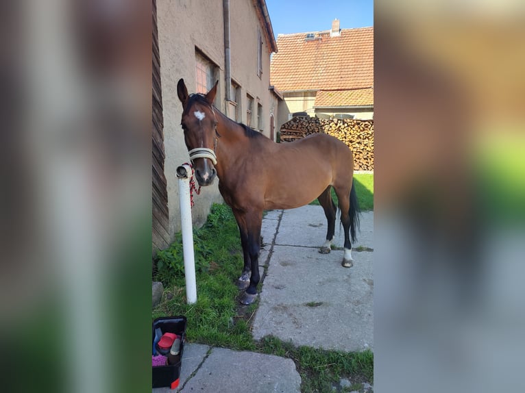 Deutsches Sportpferd Stute 19 Jahre 166 cm Brauner in Sohland am Rothstein