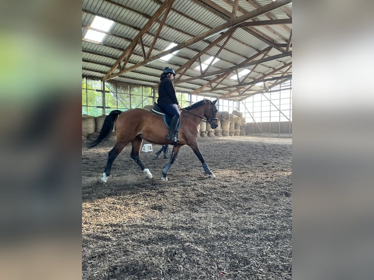 Deutsches Sportpferd Stute 19 Jahre 166 cm Brauner in Sohland am Rothstein