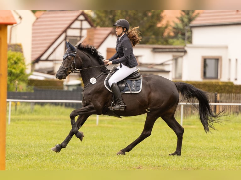 Deutsches Sportpferd Stute 19 Jahre 168 cm Dunkelbrauner in Nessetal