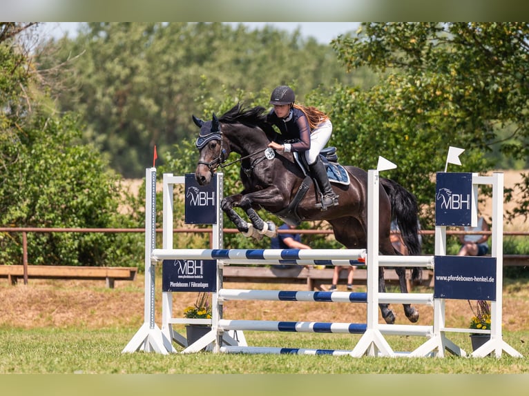 Deutsches Sportpferd Stute 19 Jahre 168 cm Dunkelbrauner in Nessetal