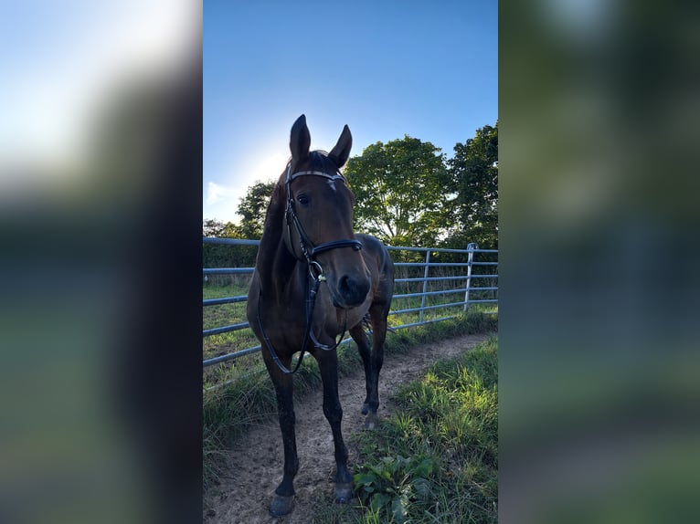 Deutsches Sportpferd Stute 19 Jahre 172 cm Brauner in Oberlungwitz