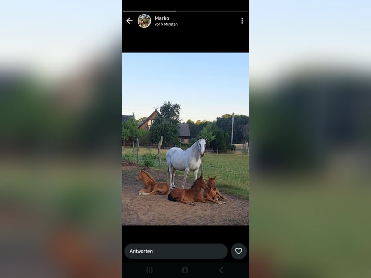 Deutsches Sportpferd Stute 19 Jahre 172 cm Schimmel in Burg (Spreewald)