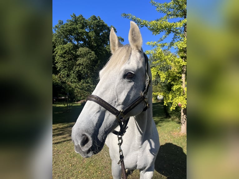 Deutsches Sportpferd Stute 19 Jahre Schimmel in Weste