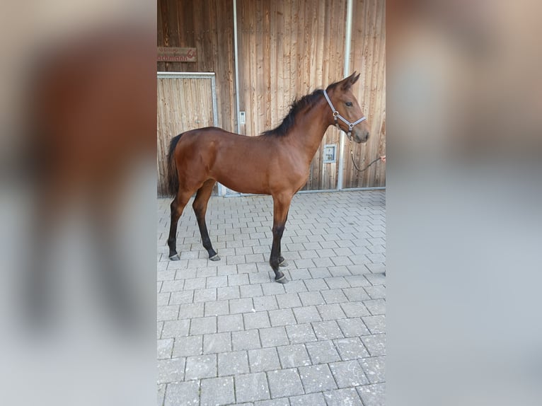 Deutsches Sportpferd Stute 1 Jahr 148 cm Brauner in Eppingen