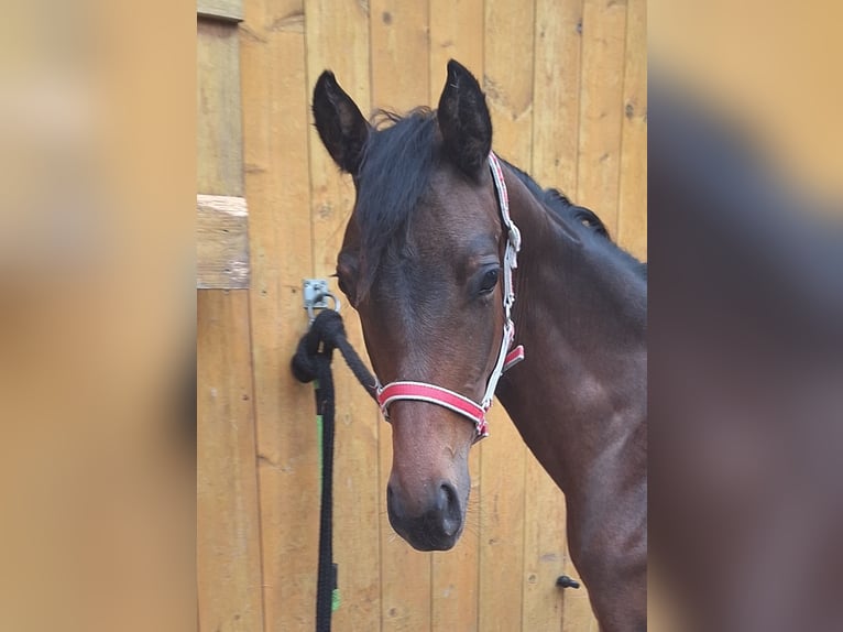 Deutsches Sportpferd Stute 1 Jahr 150 cm Brauner in Westeregeln