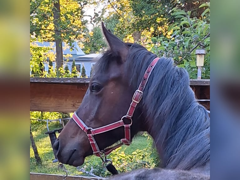 Deutsches Sportpferd Stute 1 Jahr 150 cm Brauner in Westeregeln