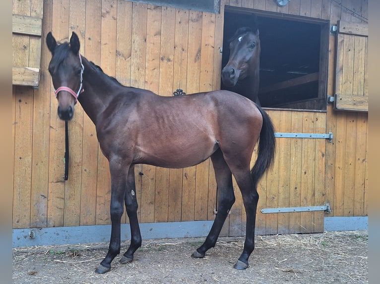 Deutsches Sportpferd Stute 1 Jahr 150 cm Brauner in Westeregeln