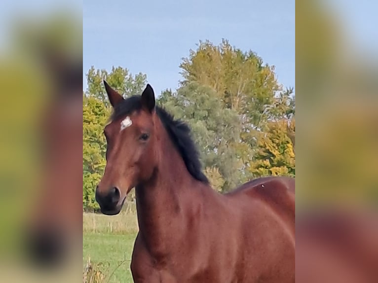 Deutsches Sportpferd Stute 1 Jahr 150 cm Brauner in Bad Dürkheim Deutsches Sportpferd Stute 1 Jahr 150 cm Brauner in Bad Dürkheim