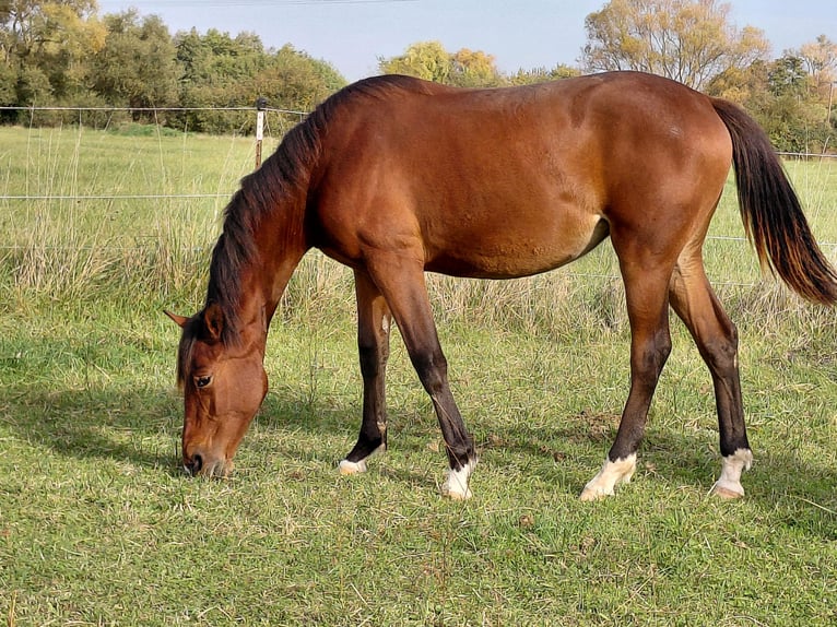 Deutsches Sportpferd Stute 1 Jahr 150 cm Brauner in Bad Dürkheim Deutsches Sportpferd Stute 1 Jahr 150 cm Brauner in Bad Dürkheim