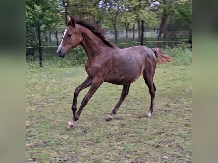 Deutsches Sportpferd Stute 1 Jahr 150 cm Kann Schimmel werden in Westeregeln