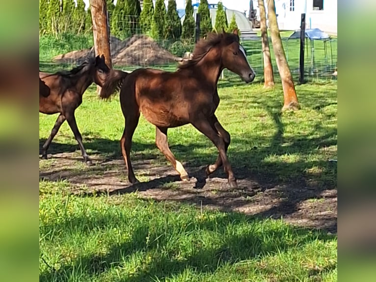 Deutsches Sportpferd Stute 1 Jahr 150 cm Kann Schimmel werden in Westeregeln