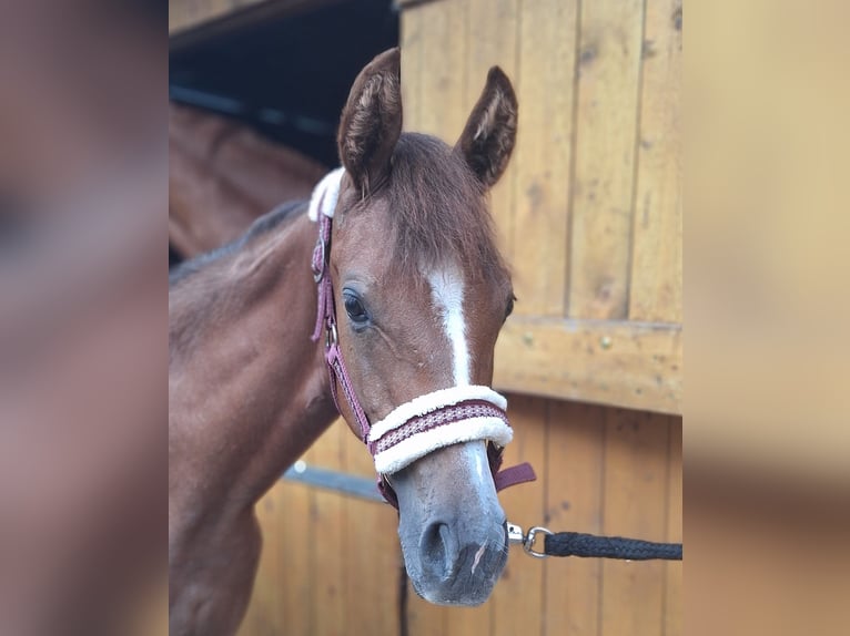 Deutsches Sportpferd Stute 1 Jahr 150 cm Kann Schimmel werden in Westeregeln