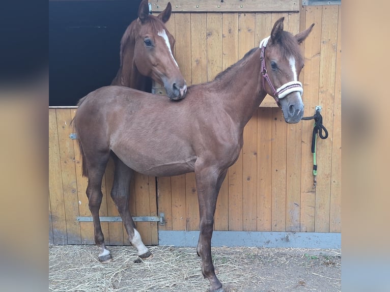 Deutsches Sportpferd Stute 1 Jahr 150 cm Kann Schimmel werden in Westeregeln